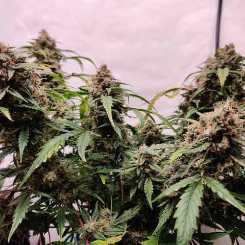 Meph DGxSS growlog timeline photo