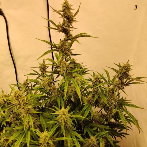 LB's Mango Tango growlog timeline photo