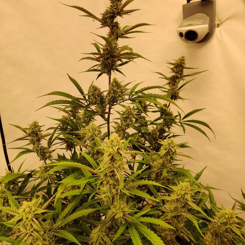 LB's Mango Tango growlog timeline photo
