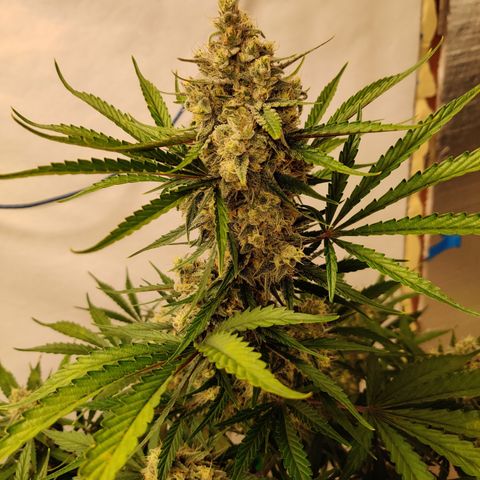 LB's Mango Tango #2 growlog timeline photo