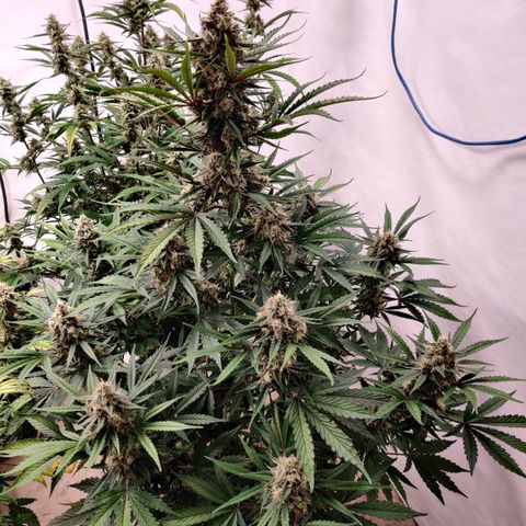 LB's Mango Tango #2 growlog timeline photo