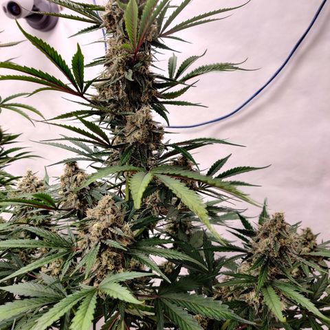 LB's Mango Tango #2 growlog timeline photo