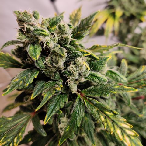 Meph HubbaBubby growlog timeline photo