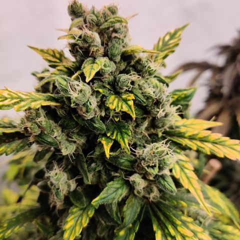 Meph HubbaBubby growlog timeline photo