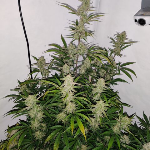 LB's Mango Tango growlog timeline photo