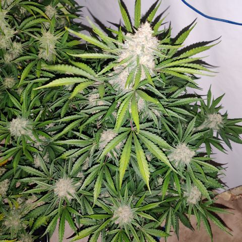 LB's Mango Tango #2 growlog timeline photo