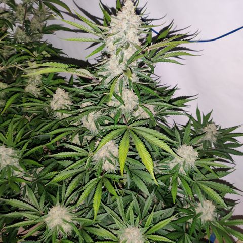 LB's Mango Tango #2 growlog timeline photo