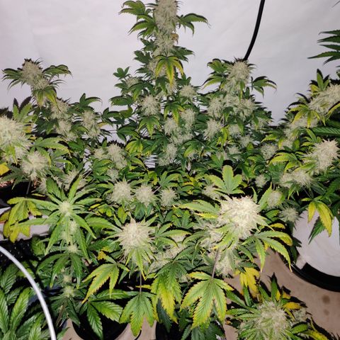 Meph CDxCDLC growlog timeline photo