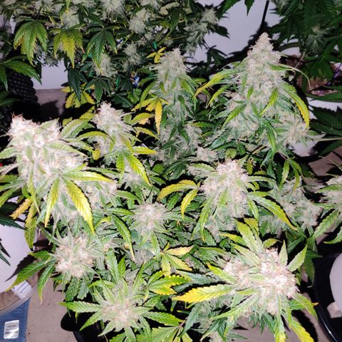 Meph DGxSS growlog timeline photo