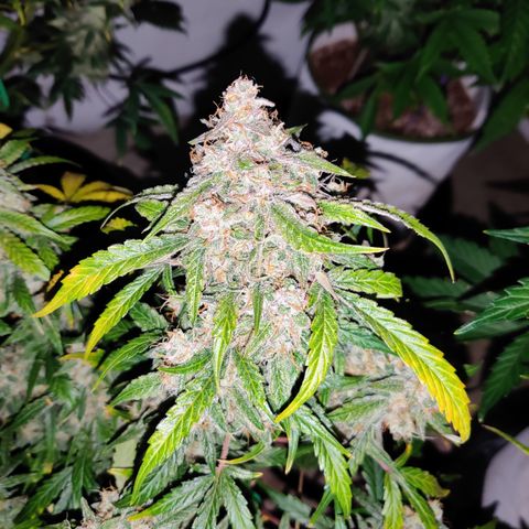 Meph DGxSS growlog timeline photo