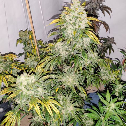 Meph HubbaBubby growlog timeline photo