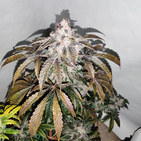Roc Grape Dosi Breath growlog timeline photo