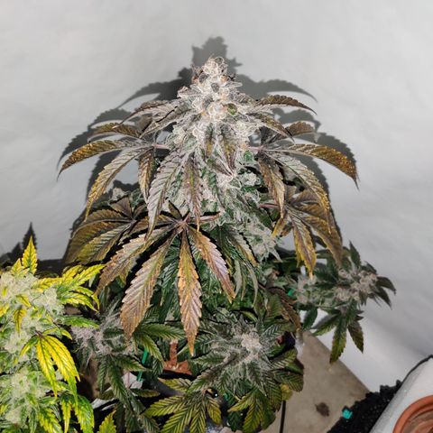 Roc Grape Dosi Breath growlog timeline photo