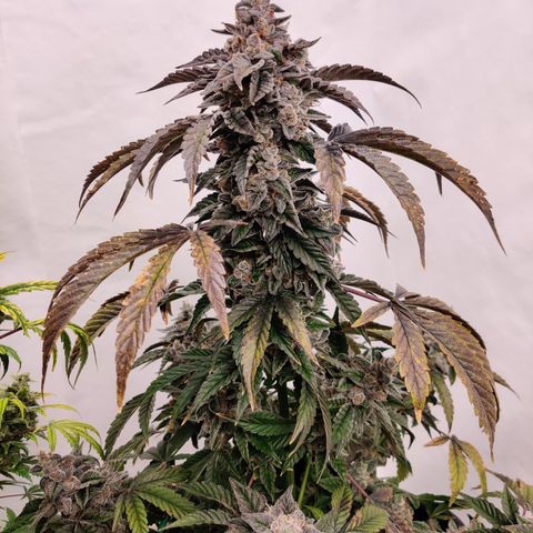 Roc Grape Dosi Breath growlog timeline photo