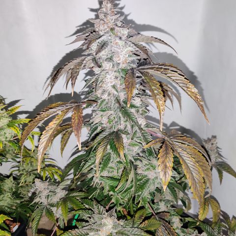 Roc Grape Dosi Breath growlog timeline photo