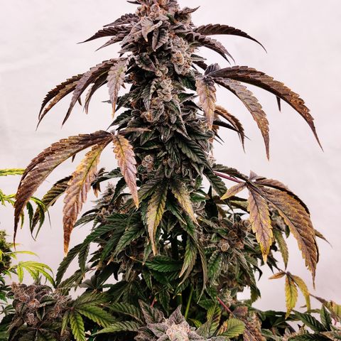 Roc Grape Dosi Breath growlog timeline photo