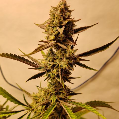 LB's Mango Tango growlog timeline photo