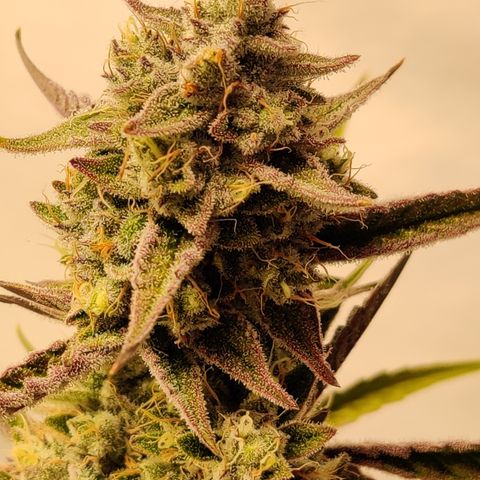 LB's Mango Tango growlog timeline photo