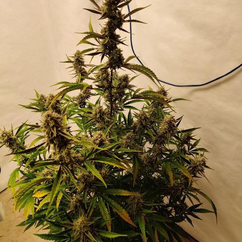 LB's Mango Tango growlog timeline photo