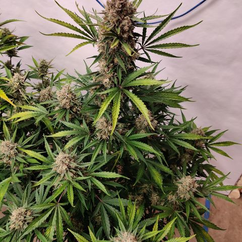 LB's Mango Tango #2 growlog timeline photo