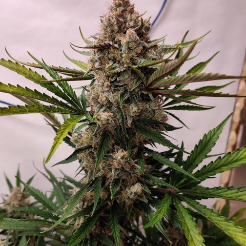 LB's Mango Tango #2 growlog timeline photo