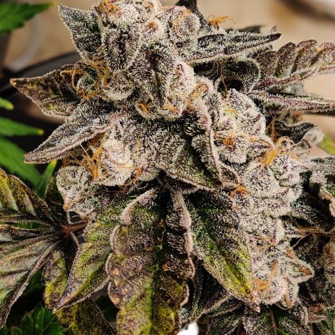 Roc Grape Dosi Breath growlog timeline photo