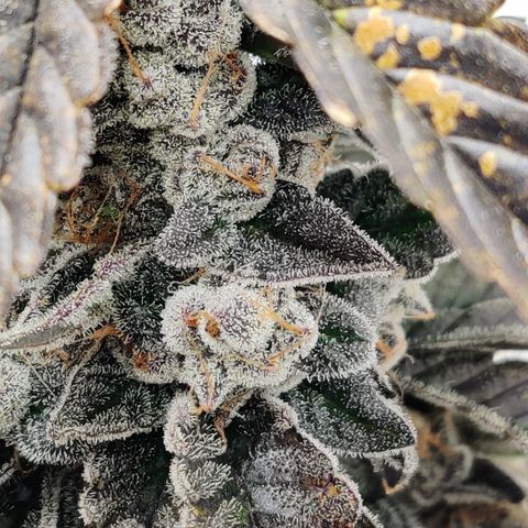 Roc Grape Dosi Breath growlog timeline photo