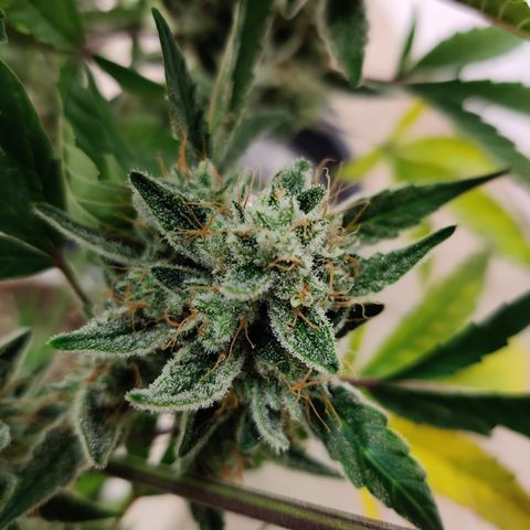 LB's Mango Tango growlog timeline photo