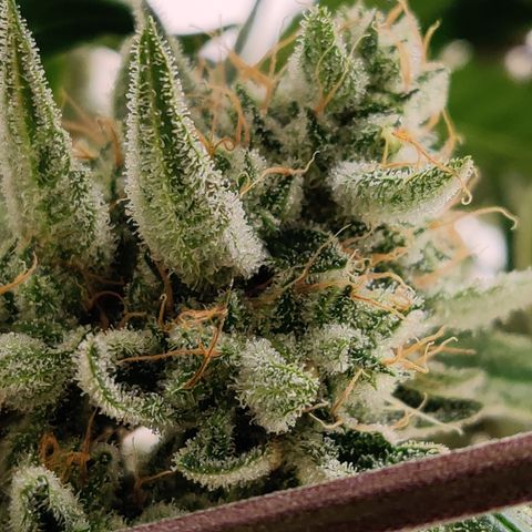 LB's Mango Tango growlog timeline photo