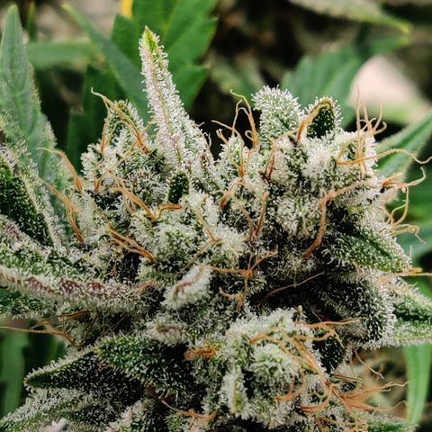 LB's Mango Tango growlog timeline photo