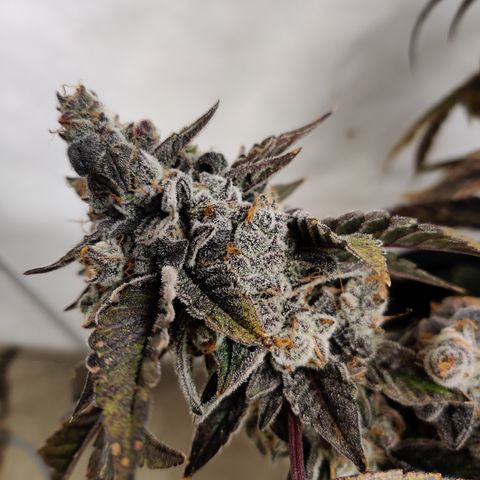 Roc Grape Dosi Breath growlog timeline photo
