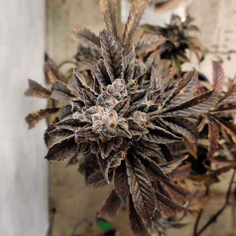 Roc Grape Dosi Breath growlog timeline photo