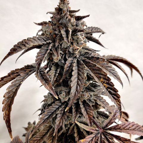 Roc Grape Dosi Breath growlog timeline photo