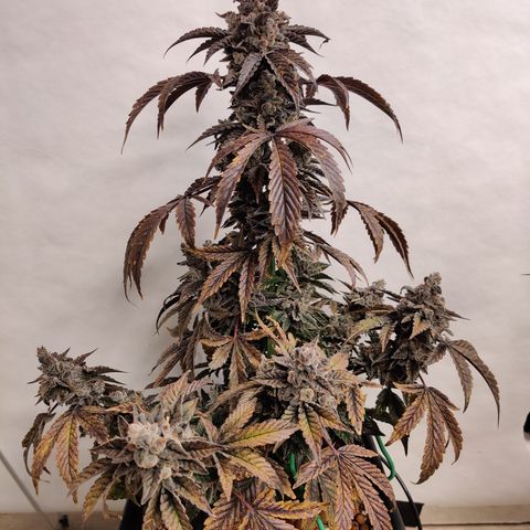Roc Grape Dosi Breath growlog timeline photo