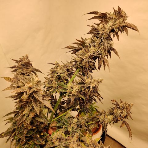 Roc Grape Dosi Breath growlog timeline photo