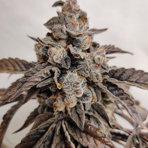 Roc Grape Dosi Breath growlog timeline photo