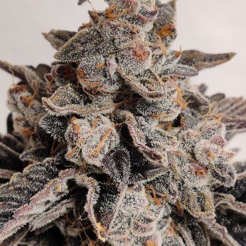 Roc Grape Dosi Breath growlog timeline photo