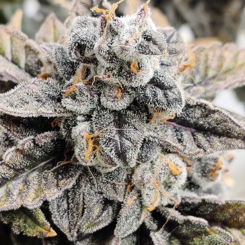 Roc Grape Dosi Breath growlog timeline photo