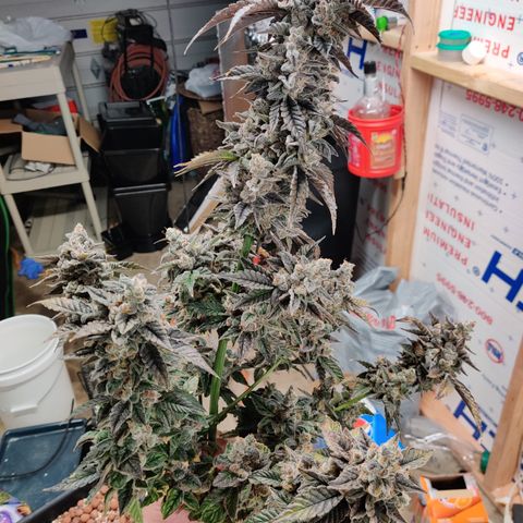 Roc Grape Dosi Breath growlog timeline photo