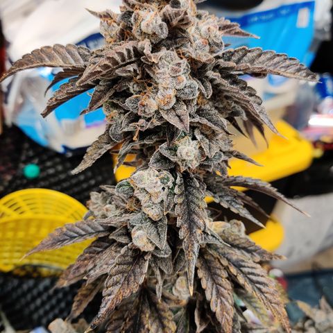 Roc Grape Dosi Breath growlog timeline photo