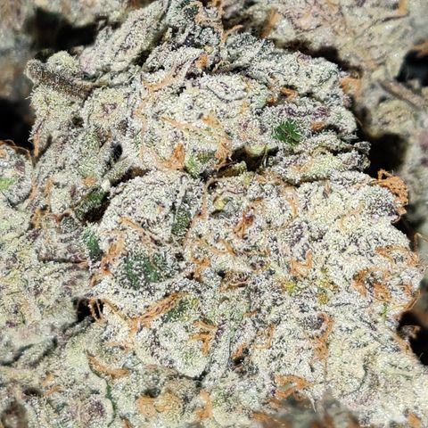 Roc Grape Dosi Breath growlog timeline photo