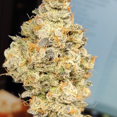 Roc Grape Dosi Breath growlog timeline photo