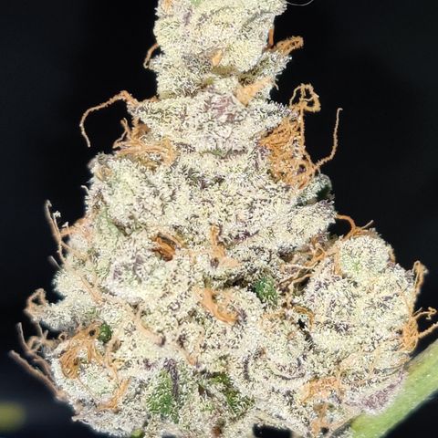 Roc Grape Dosi Breath growlog timeline photo