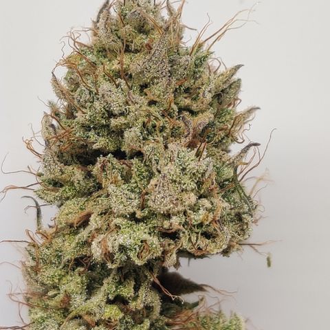 Meph CDxCDLC growlog timeline photo