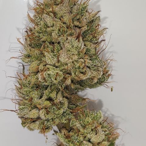 Meph CDxCDLC growlog timeline photo