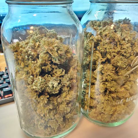 Meph CDxCDLC growlog timeline photo