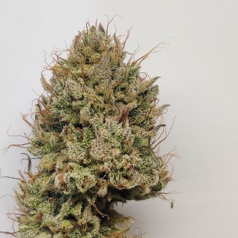 Meph CDxCDLC growlog timeline photo