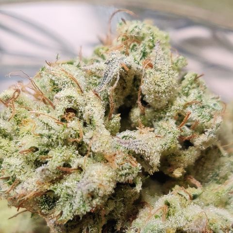 Meph CDxCDLC growlog timeline photo