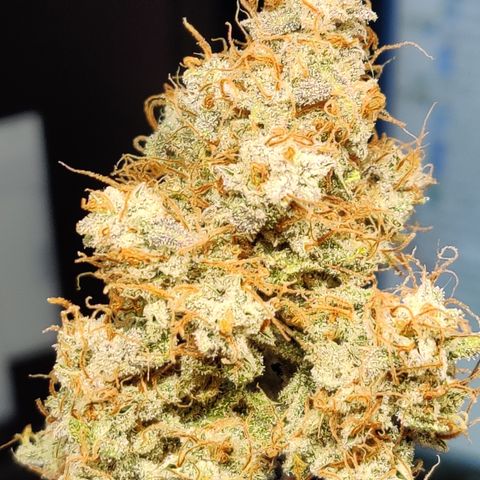 Meph DGxSS growlog timeline photo