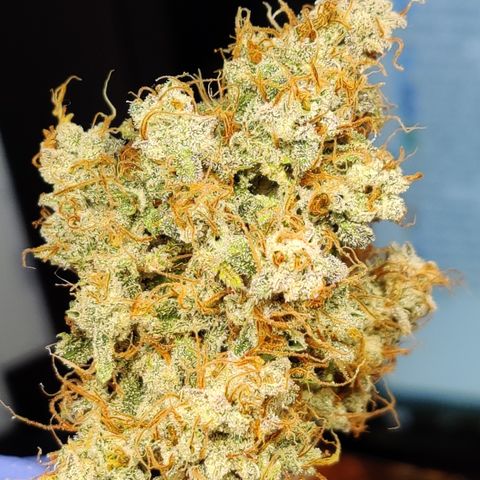 Meph DGxSS growlog timeline photo